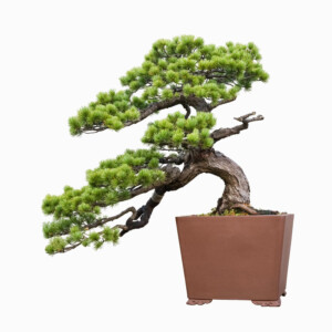 Bonsai fa